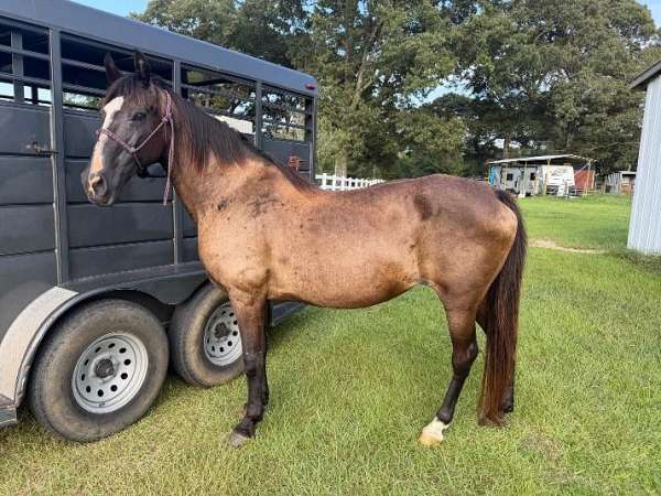 affordable-tennessee-walking-horse