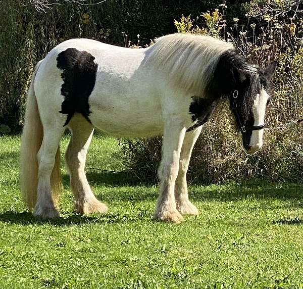 black-white-gvhs-mare