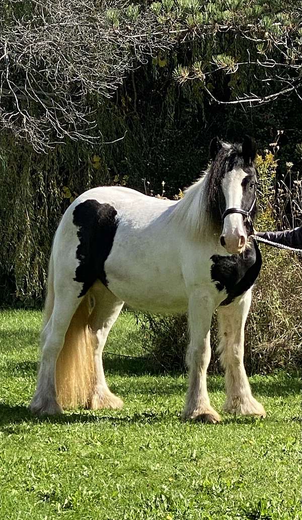 black-white-gvhs-broodmare