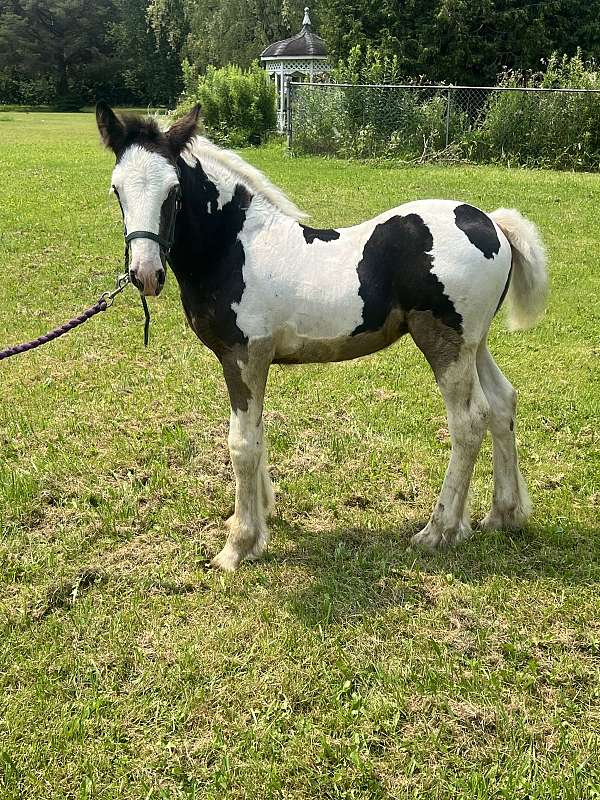 all-around-gypsy-vanner-horse