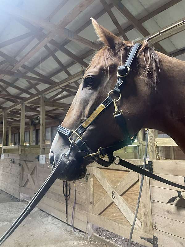 thoroughbred-gelding