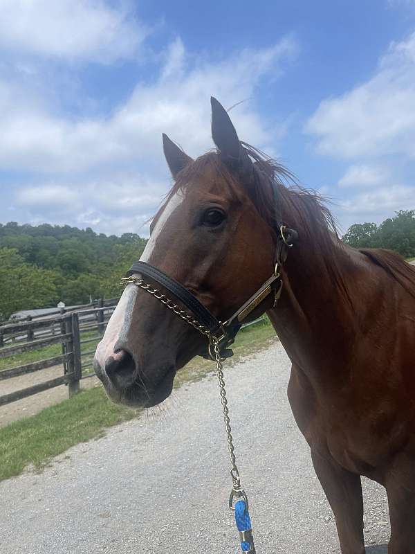 thoroughbred-horse