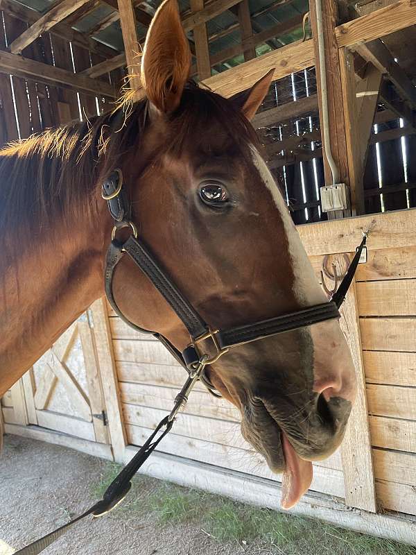 thoroughbred-horse-for-sale