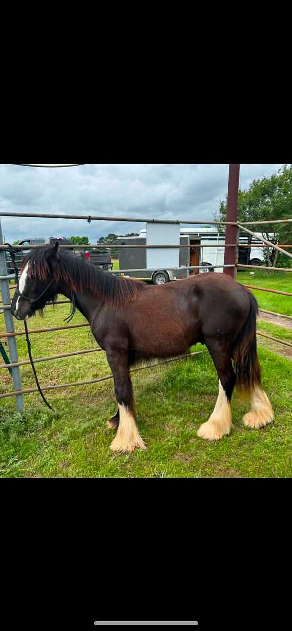 gypsy-vanner-horse