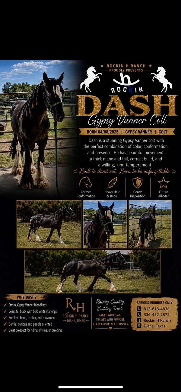 gypsy-vanner-colt
