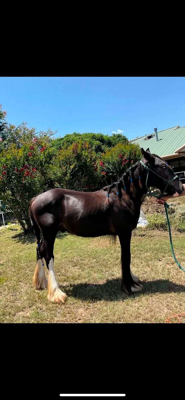gypsy-vanner-horse-for-sale