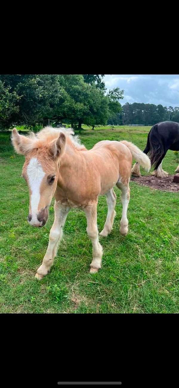palomino-gypsy-vanner-colt-foal