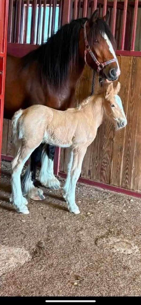 palomino-gvhs-colt-foal