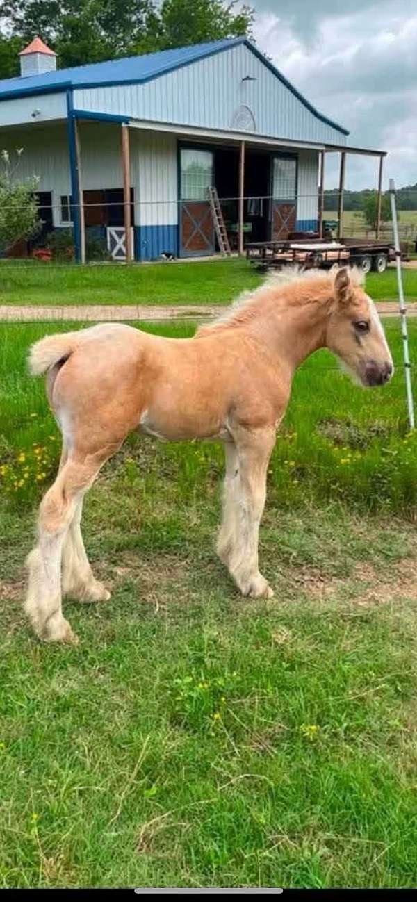show-colt-foal