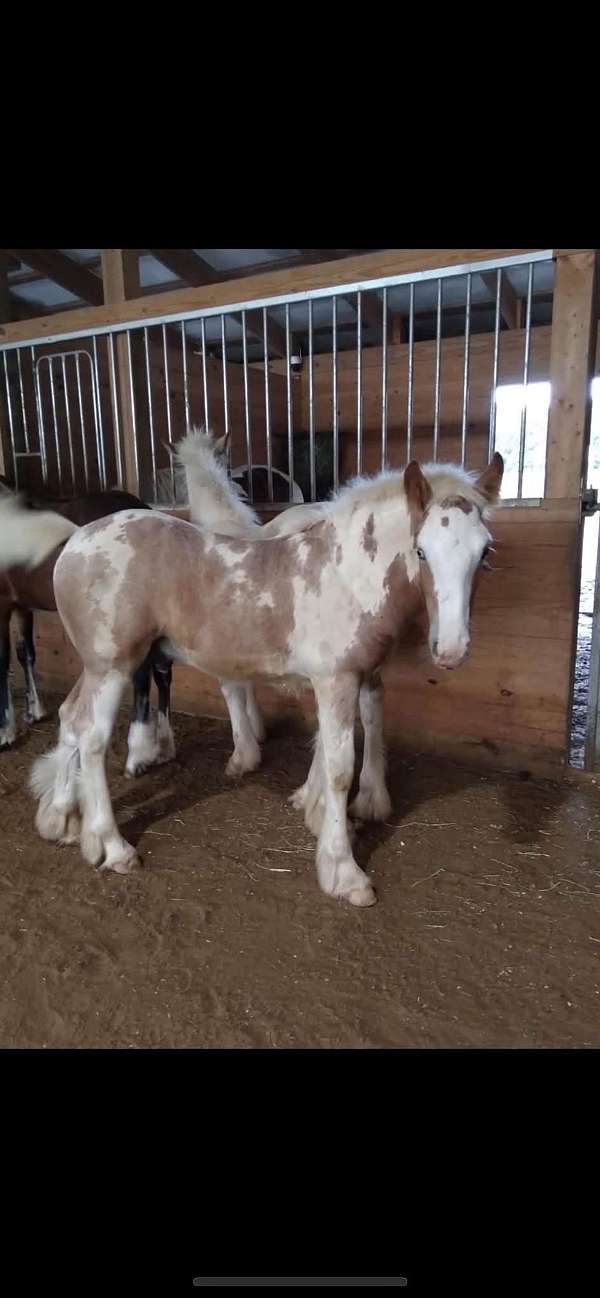 gypsy-vanner-colt