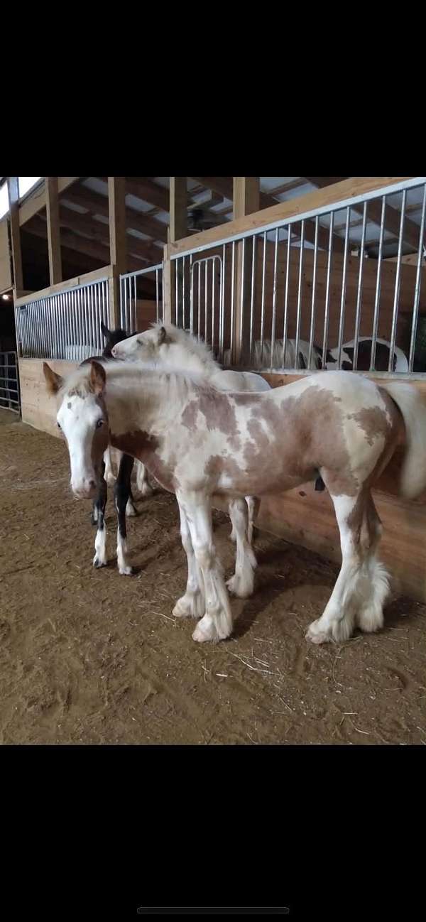 gypsy-vanner-horse-for-sale