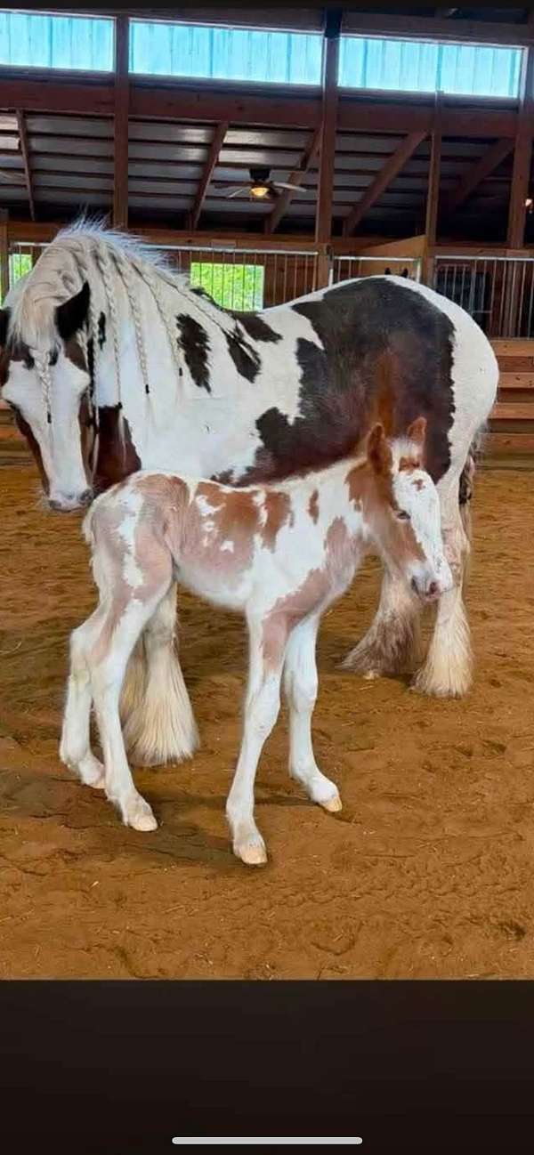 gypsy-vanner-horse