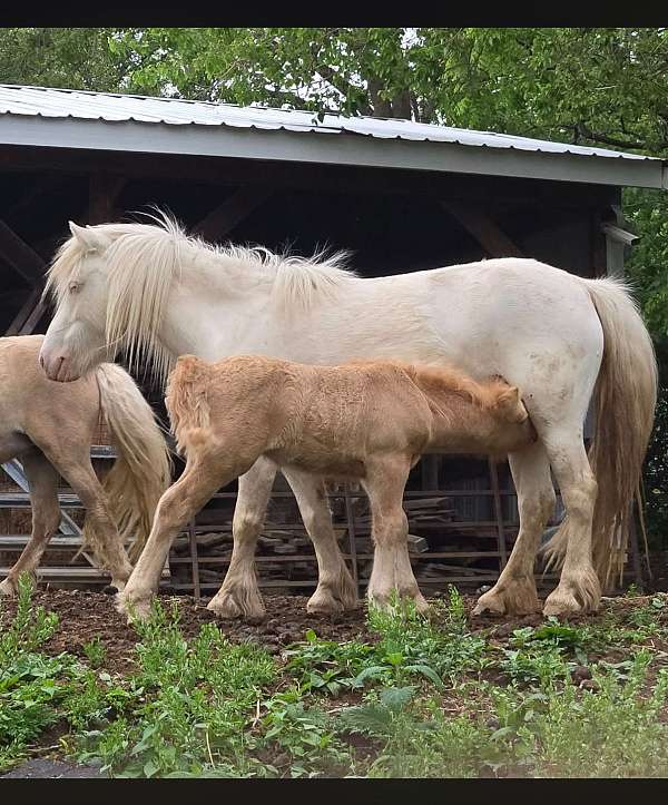 gypsy-pony-miniature