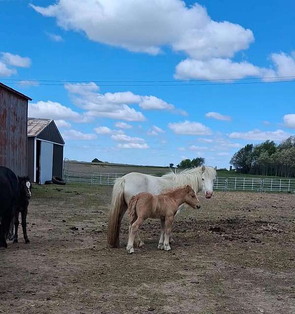 cob-miniature-pony