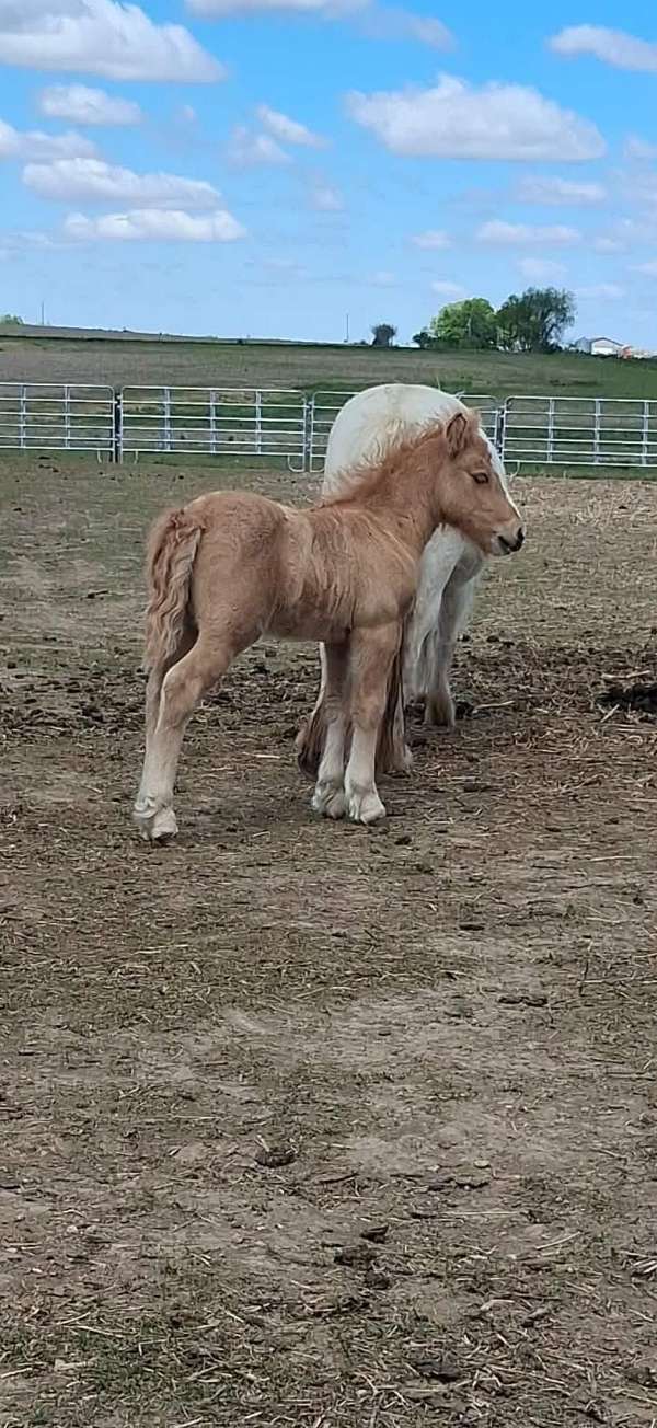 kid-broke-miniature-pony
