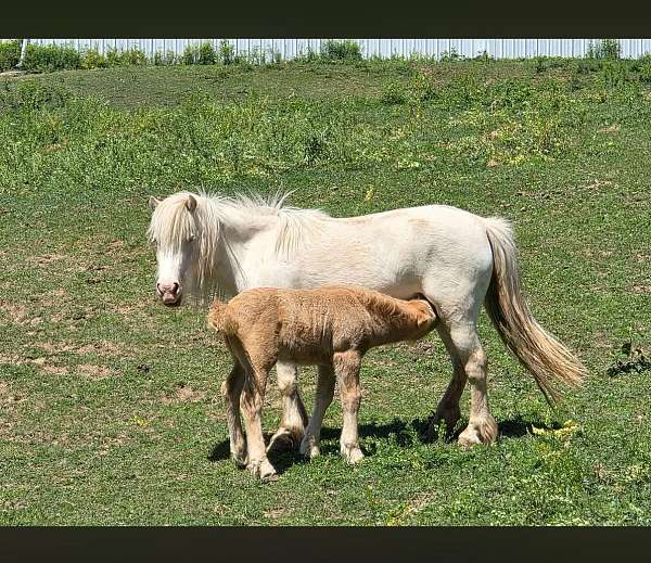 gypsy-mare-miniature-pony