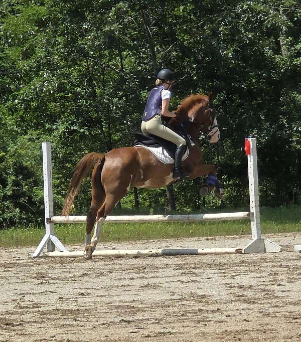 sass-gelding
