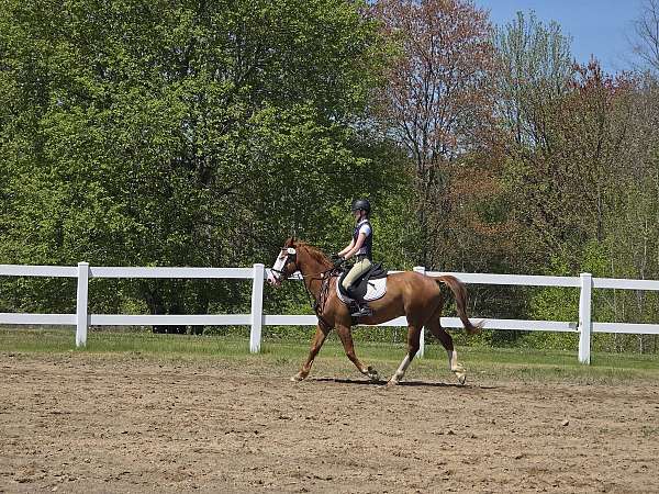 sassy-gelding