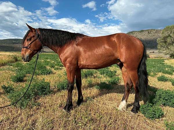 auction-mustang-horse
