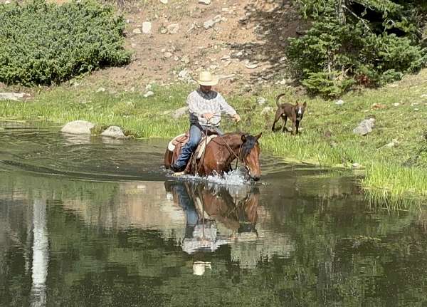 compete-mustang-horse