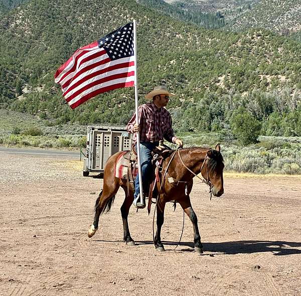 competitive-trail-mustang-horse