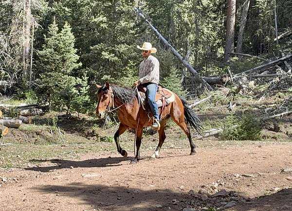 cow-work-mustang-horse