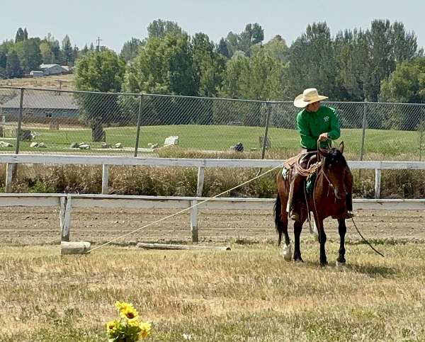 english-mustang-horse