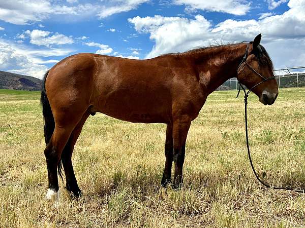 equipment-mustang-horse