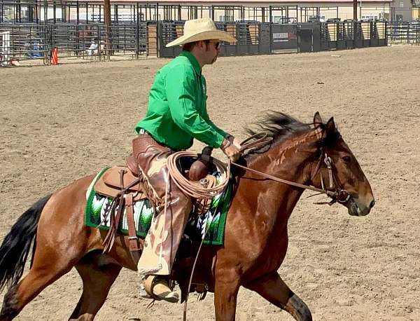 facebook-mustang-horse