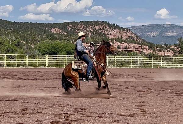 farrier-work-mustang-horse