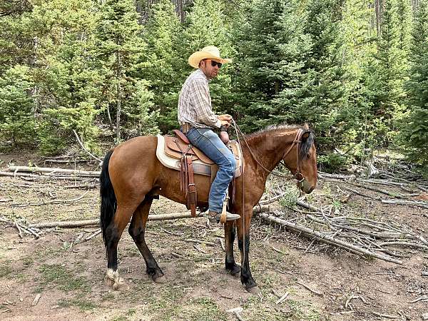 freestyle-mustang-horse