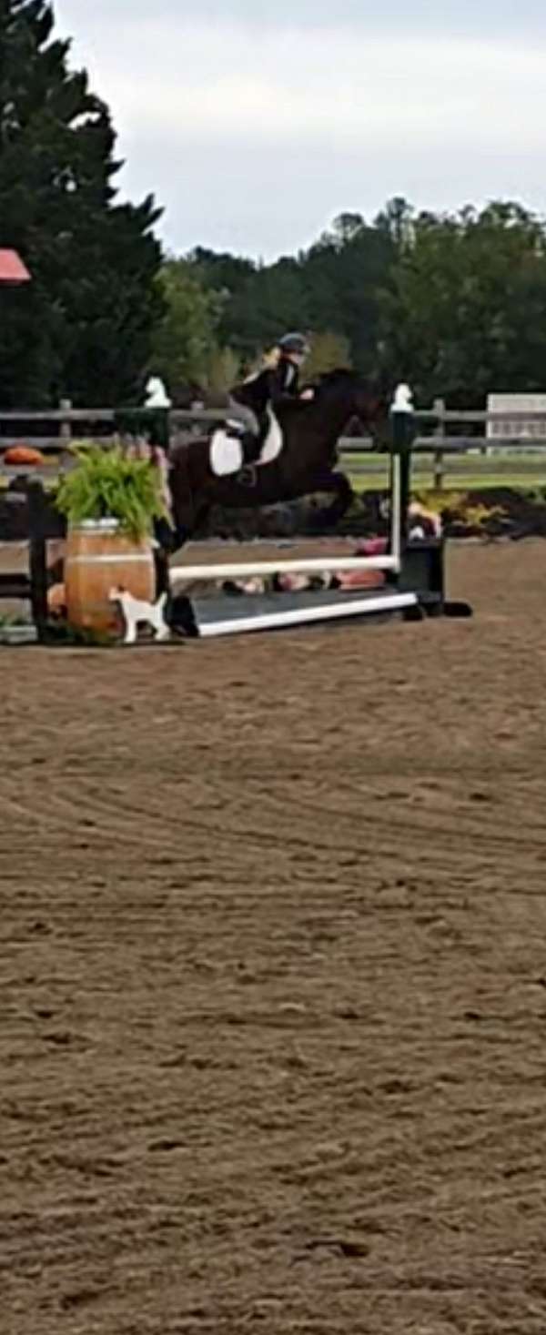 none-horse