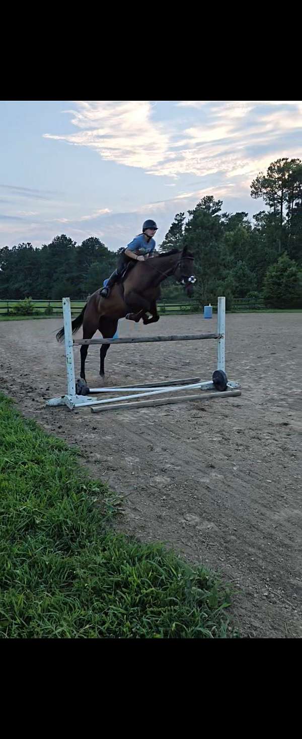 bay-none-horse
