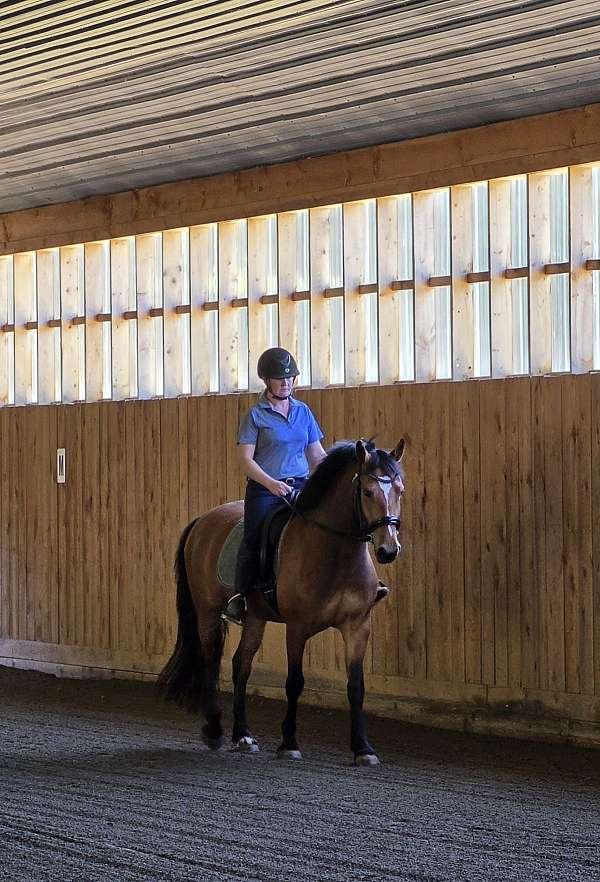 draft-cross-warmblood-horse