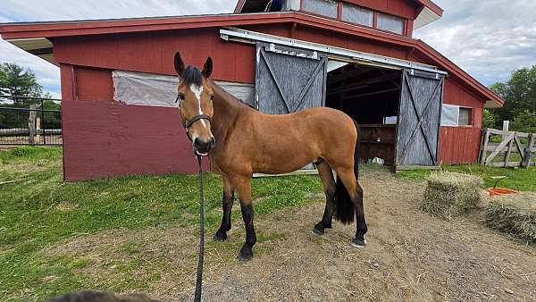sport-horse-warmblood