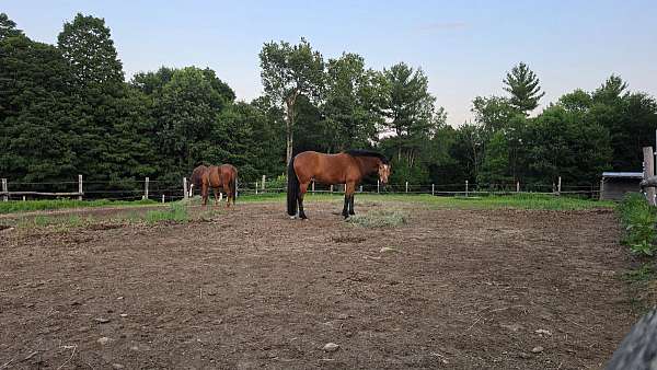 warmblood-horse