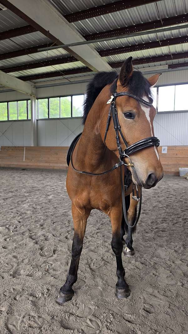 all-around-warmblood-horse