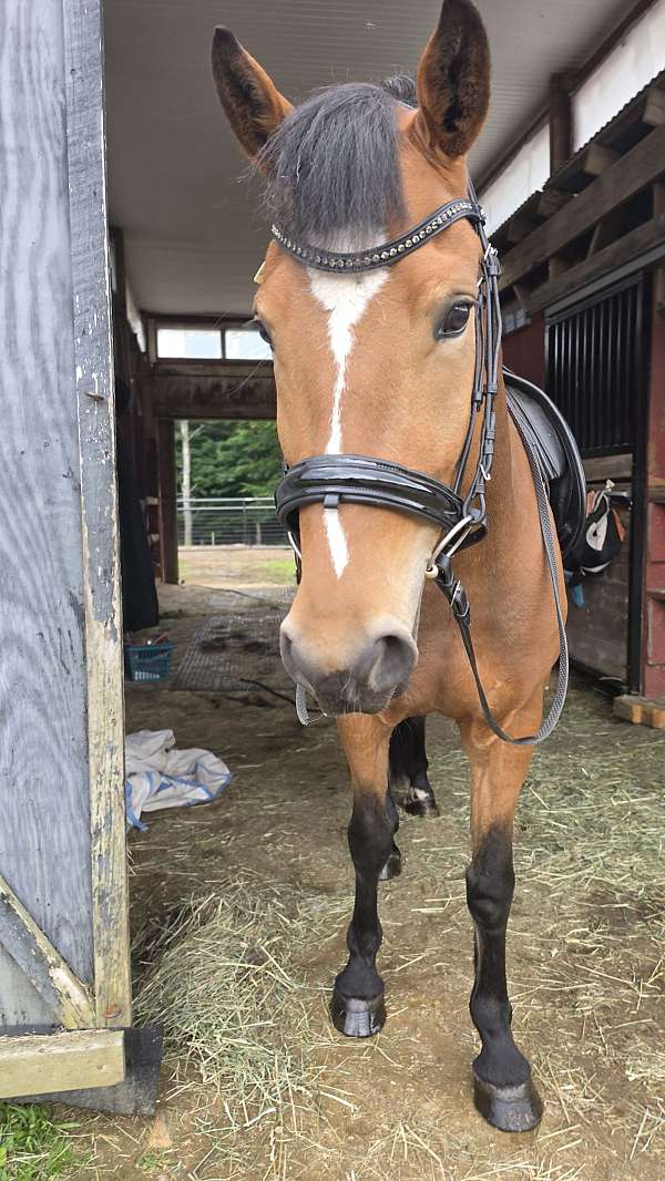 athletic-warmblood-horse