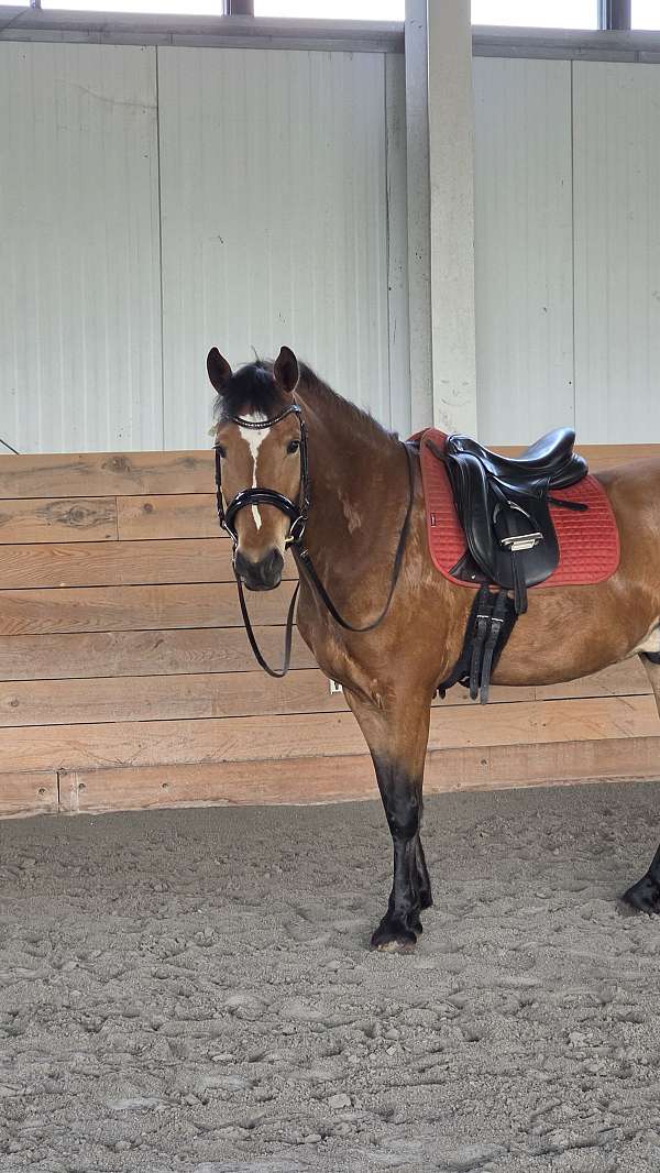 cross-warmblood-horse