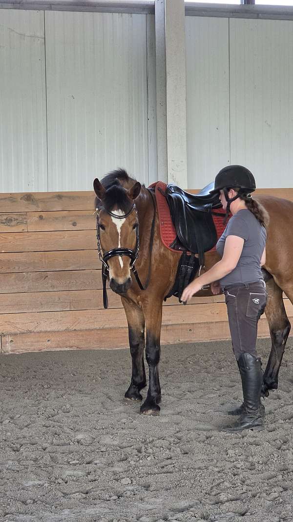 draft-warmblood-horse