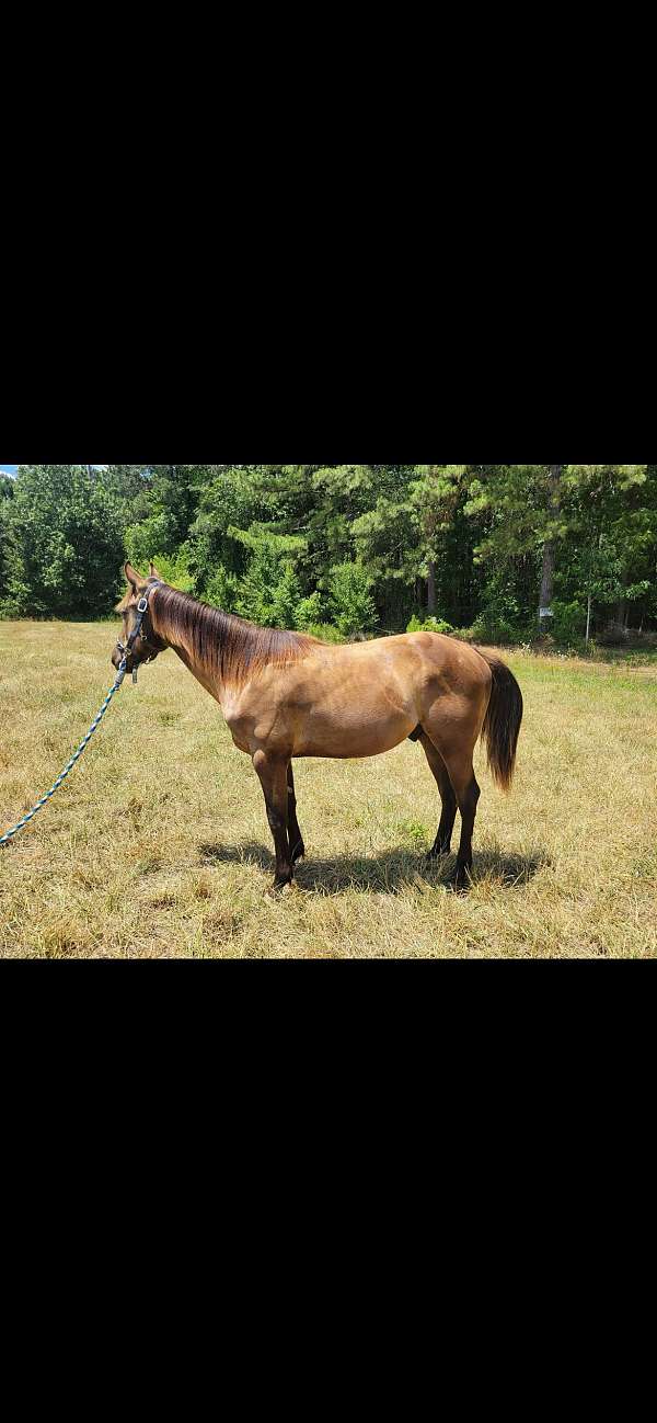 quarter-horse-gelding