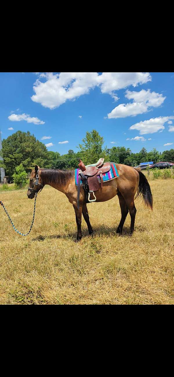 quarter-horse