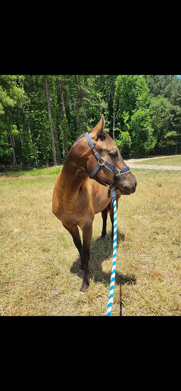 quarter-horse-for-sale