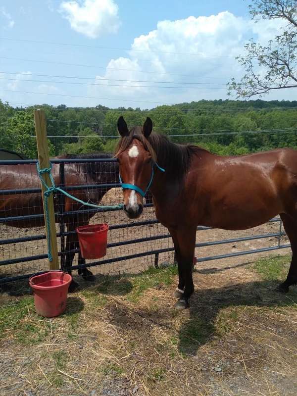quarter-horse-gelding
