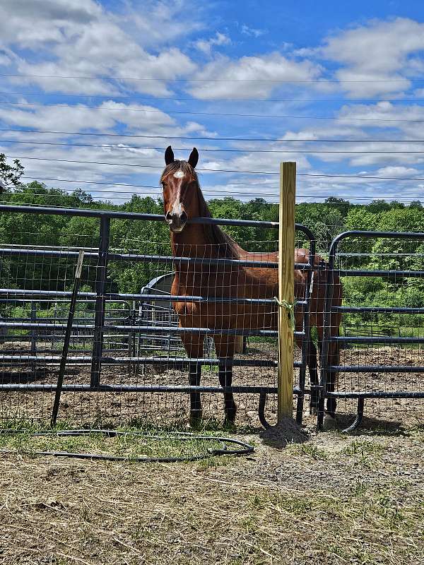 quarter-horse-for-sale