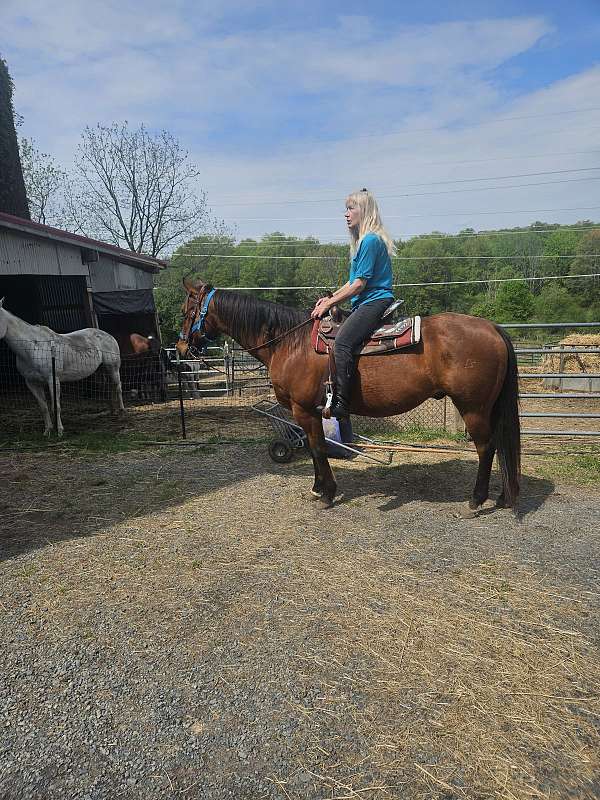 quarter-horse