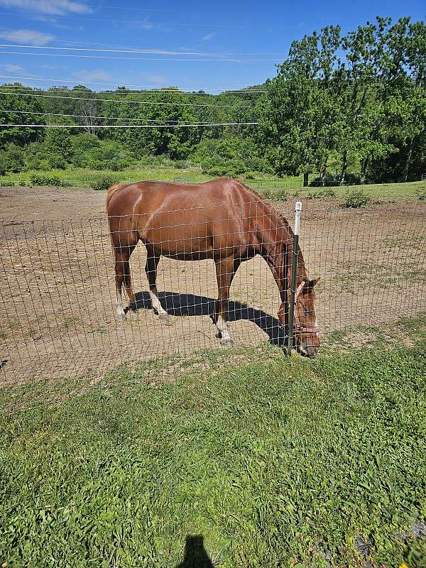 bargain-thoroughbred-horse