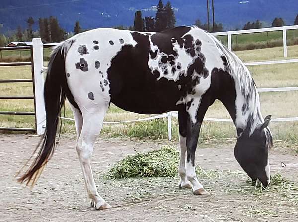 apha-tobiano-brood-mare-paint-horse
