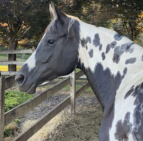 choice-paint-horse