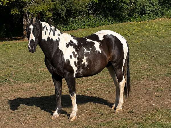 your-choice-paint-horse
